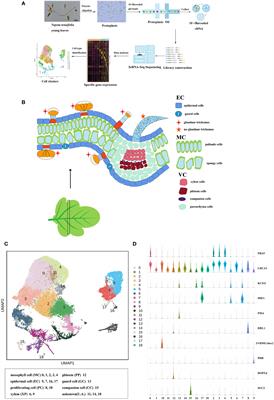 Single-cell transcriptome of Nepeta tenuifolia leaves reveal differentiation trajectories in glandular trichomes
